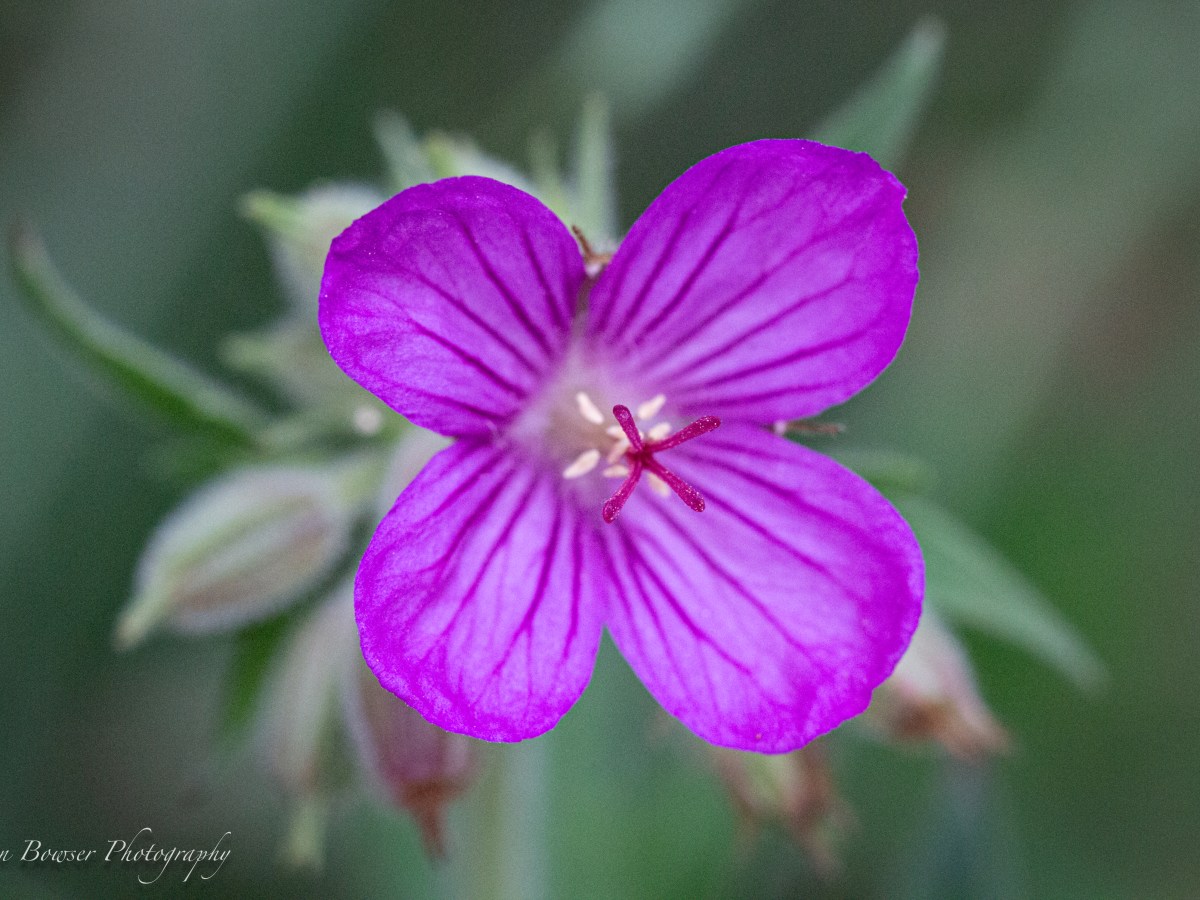 Poem – Thankful and&nbsp;Grateful