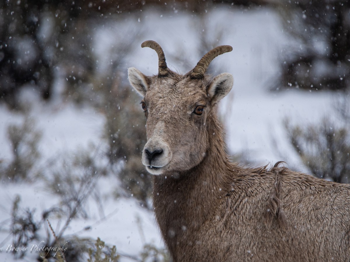 Poem – Knowing His&nbsp;Voice